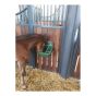 Foal Feeder 9 l