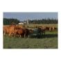 Diamond Bar round hay feeder