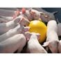 Piglet anti-stress ball