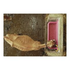 Free Stall Drinking Trough - Pink - 6'