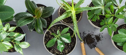 Plantes d'intérieur : Solutions aux problèmes les plus fréquents - BMR