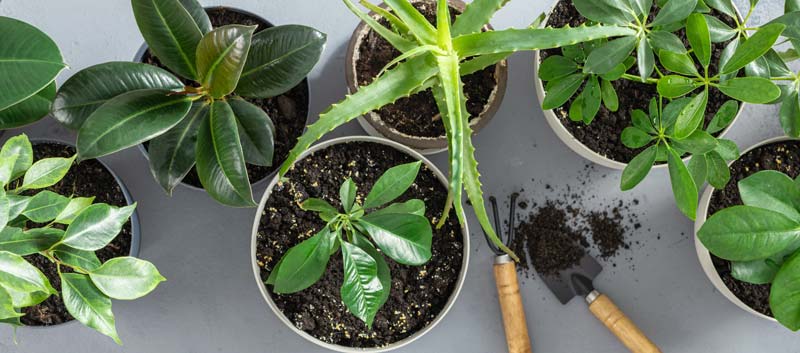 Plantes d'intérieur : Solutions aux problèmes les plus fréquents - BMR