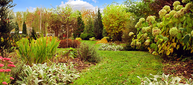 Planter et entretenir ses vivaces à l'automne