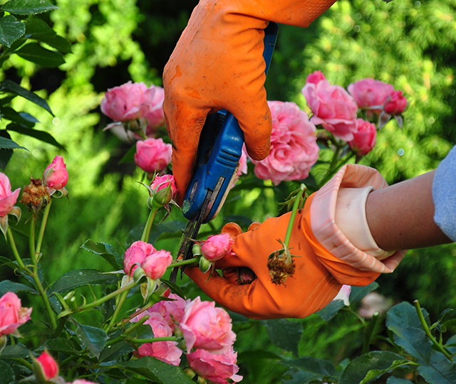 Prune perennials that have flowered