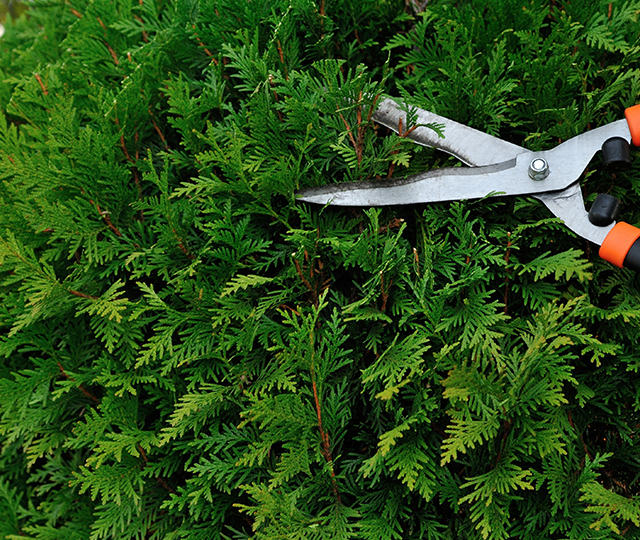 Trim your cedar hedges