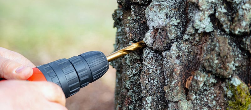 A power drill with a gold-colored bit is drilling a hole into the bark of a tree, likely a maple, for sap extraction. The person's hands holding the tool are visible, with a blurred natural background.