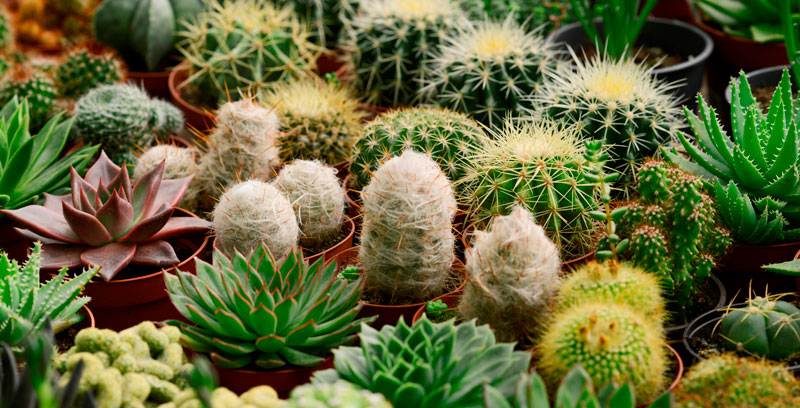 Cacti and succulents available in BMR garden centres