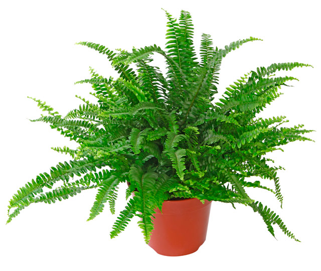 Link to information sheet: Fern