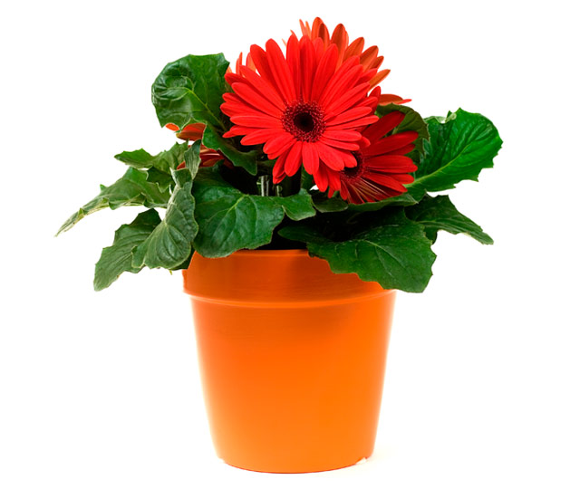 Lien vers fiche informative: Gerbera