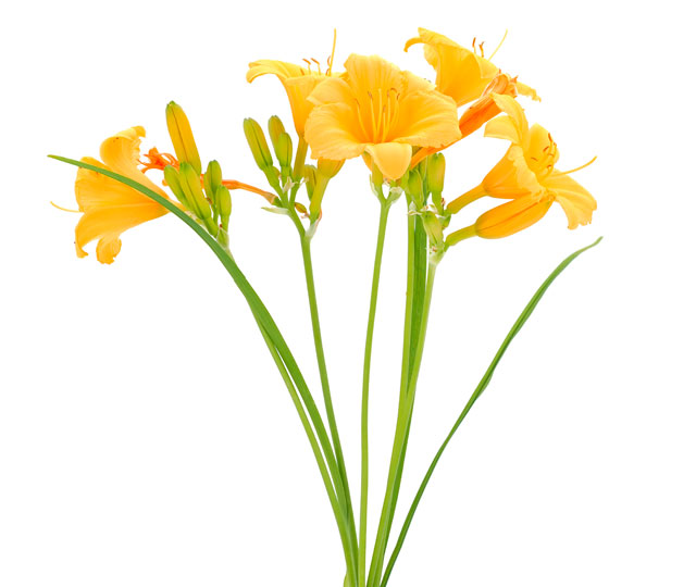 Link to information sheet: Day-lily