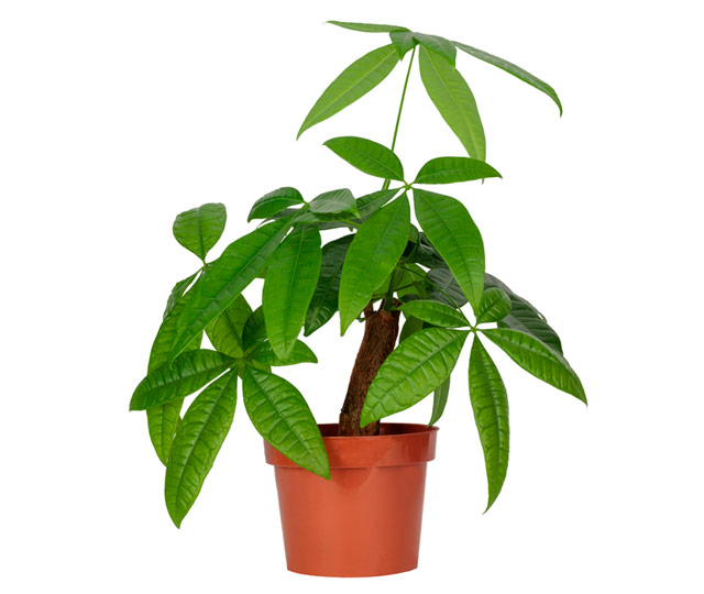 Link to information sheet: Money tree plant