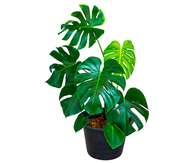 Link to information sheet: Split-leaf Philodendron