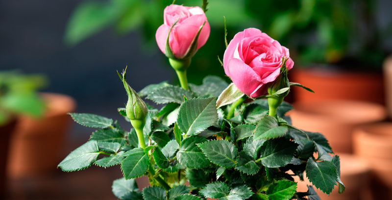 Potées fleuries en vente dans les centres jardins BMR