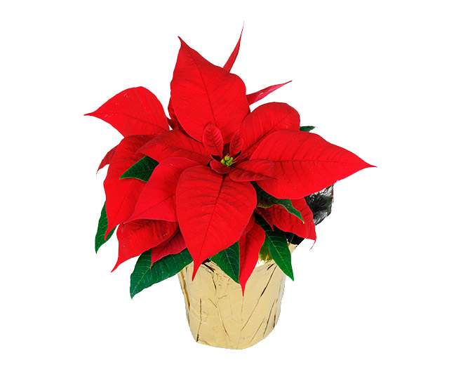 Lien vers fiche informative: Poinsettia