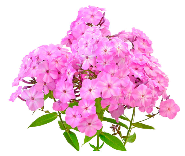 Lien vers fiche informative: Phlox