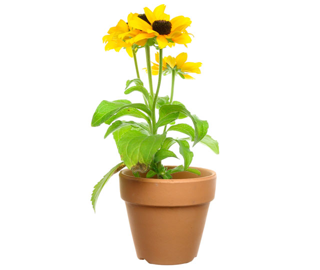 Link to information sheet: Rudbeckia