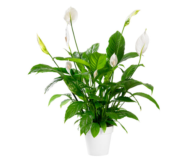 Link to information sheet: Spathiphyllum or peace lily