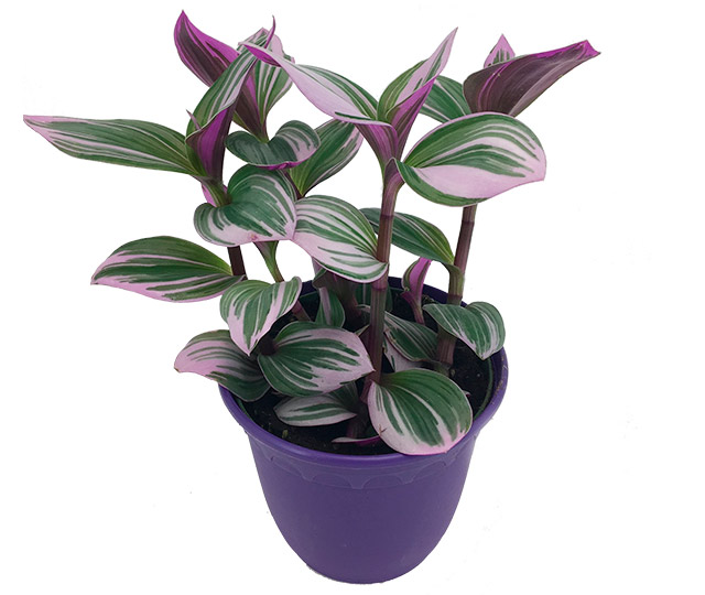 Link to information sheet: Tradescantia Bubble Gum