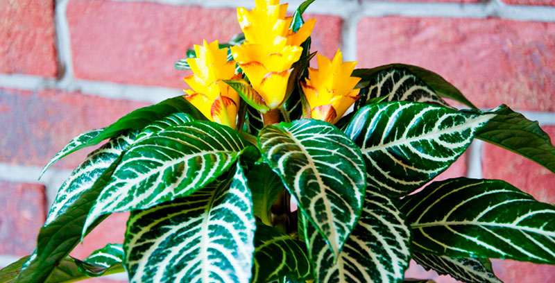 Plantes tropicales à fleurs en vente dans les centres jardins BMR