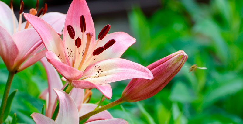 Fleurs et plantes vivaces en vente dans les centres jardins BMR