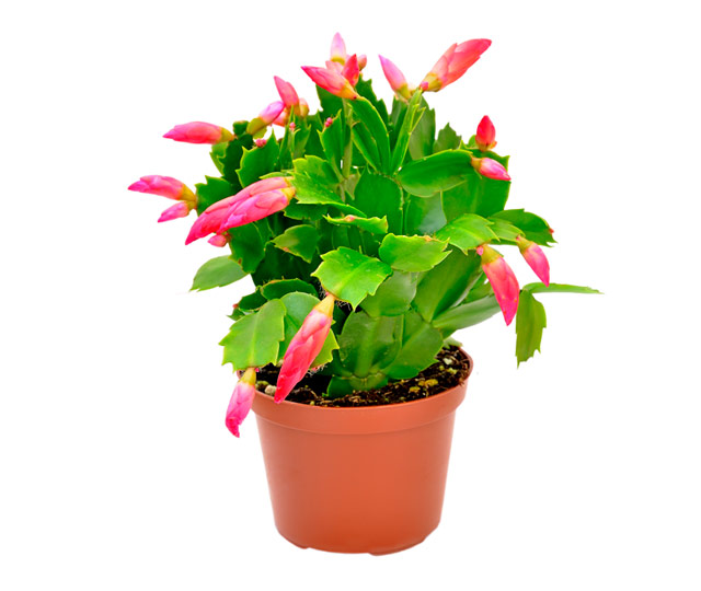 Link to information sheet: Zygocactus or Christmas cactus