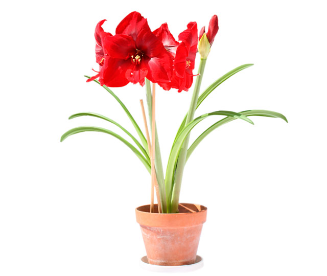 Link to information sheet: Amaryllis