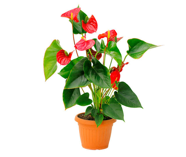 Lien vers fiche informative: Anthurium ou Langue de feu