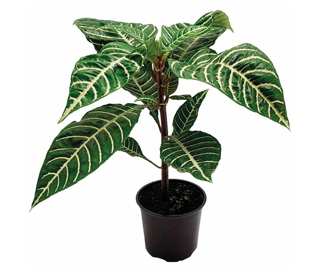 Link to information sheet:  Aphelandra ou Zebra plant