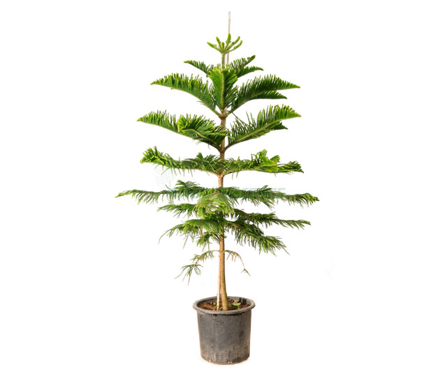 Lien vers fiche informative: Araucaria ou Pin de Norfolk