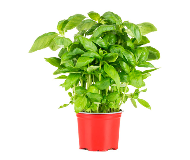 Link to information sheet: basil