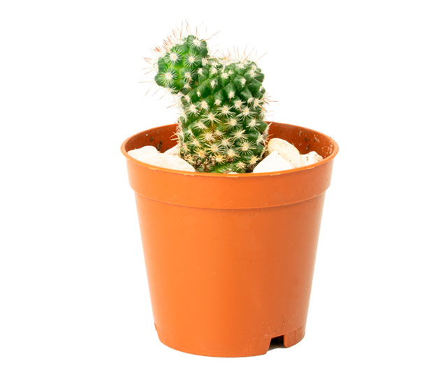 Link to information sheet: Cactus