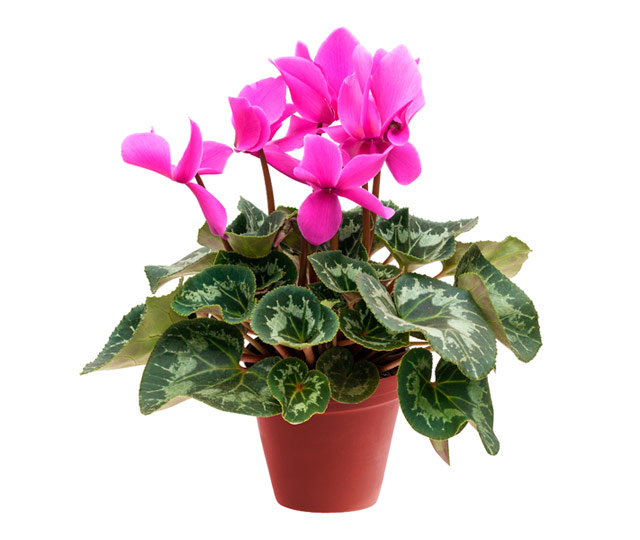 Lien vers fiche informative: Cyclamen ou Cyclamen de Perse