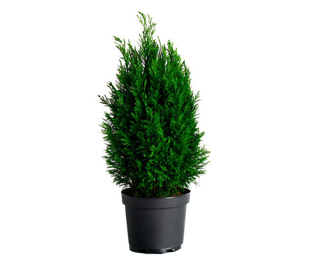 Link to information sheet: European cypress