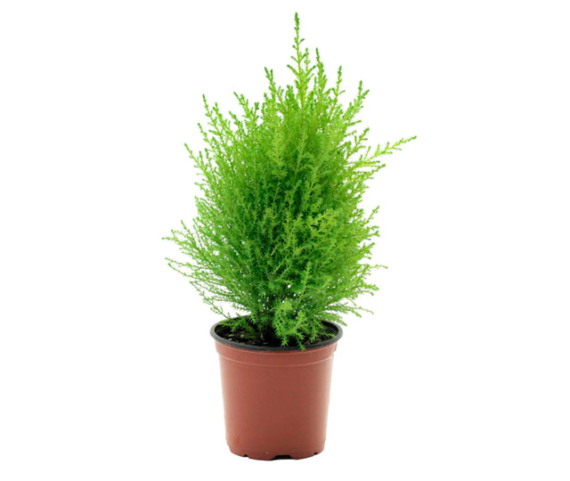 Link to information sheet: Golden cypress