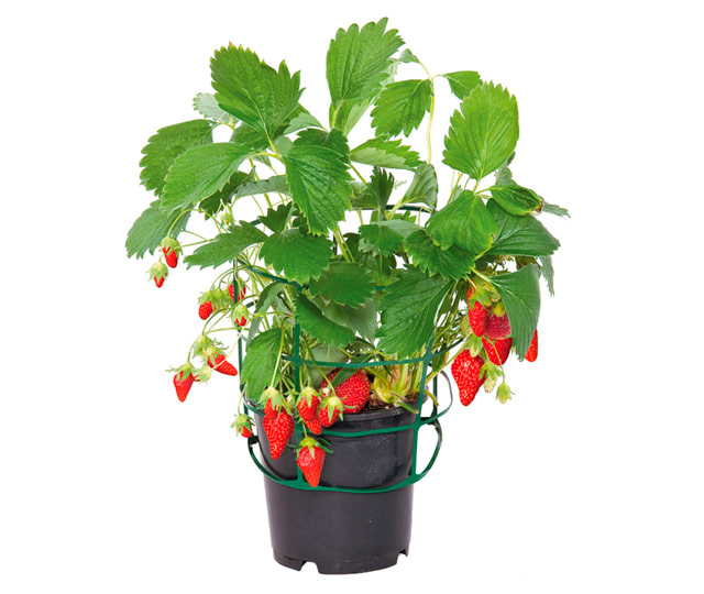 Link to information sheet: Strawberry bush