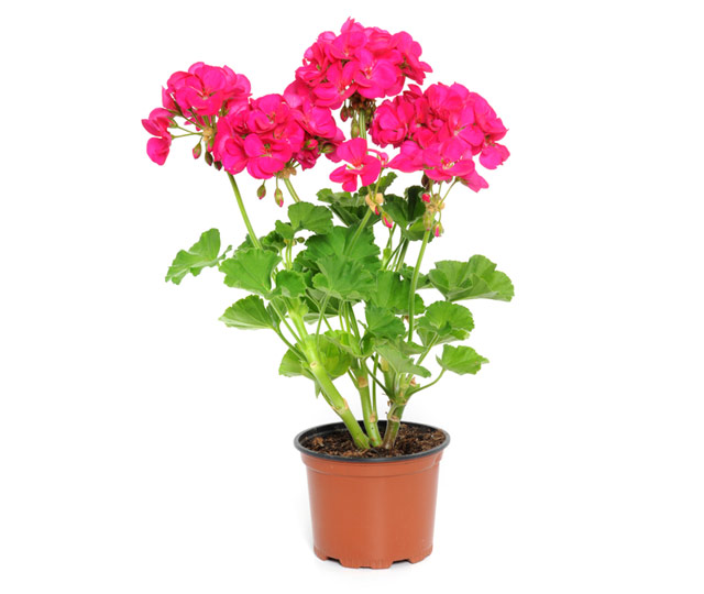 Link to information sheet: geranium