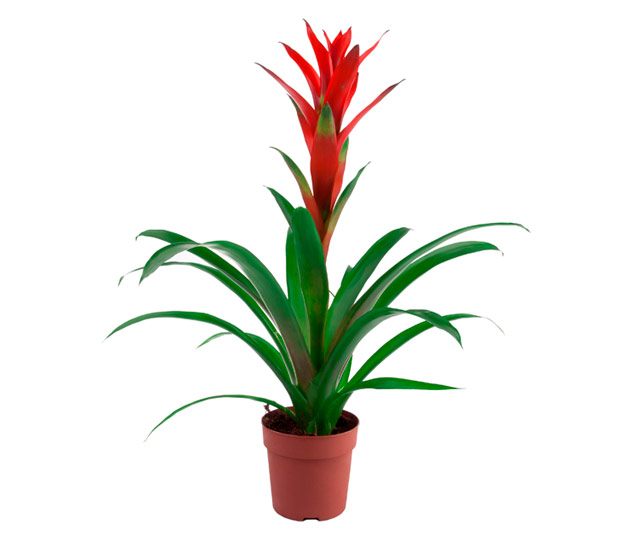 Link to information sheet: Guzmania