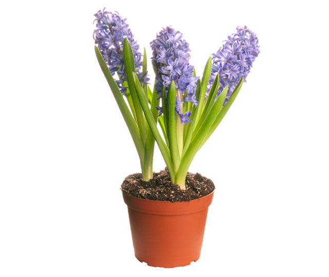 Lien vers fiche informative: Hyacinthus ou Jacinthe