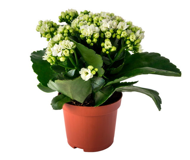 Link to information sheet:  Kalanchoe or Flaming katy