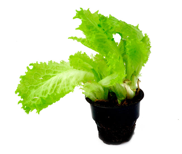 Link to information sheet: Lettuce