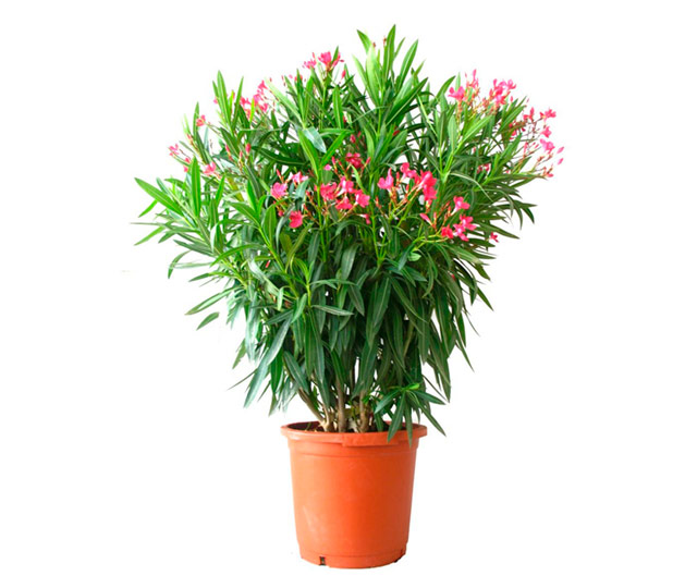 Link to information sheet: Oleander or Rose Laurel