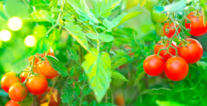 Légumes et fines herbes en vente dans les centres jardins BMR