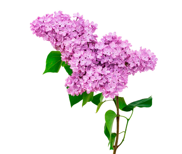 Link to information sheet: Lilac