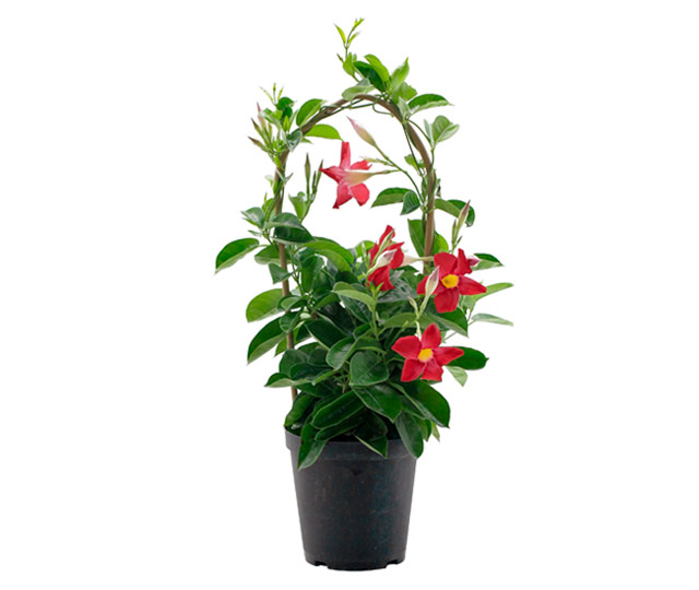 Link to information sheet:  Mandevilla or Rocktrumpet