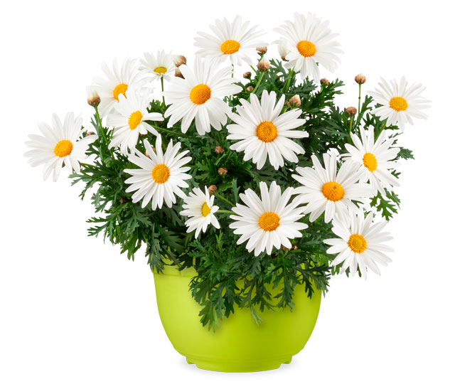 Lien vers fiche informative: marguerite