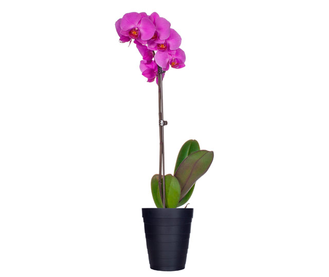 Lien vers fiche informative: Orchidée Phalaenopsis