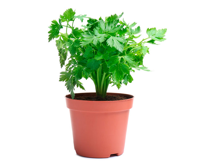 Link to information sheet: Parsley