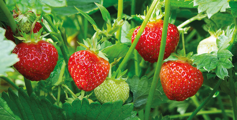 Plantes et arbustes à petits fruits en vente dans les centres jardins BMR