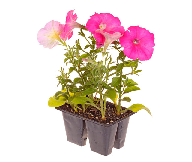 Link to information sheet: petunia