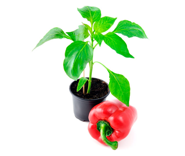 Link to information sheet: Pepper